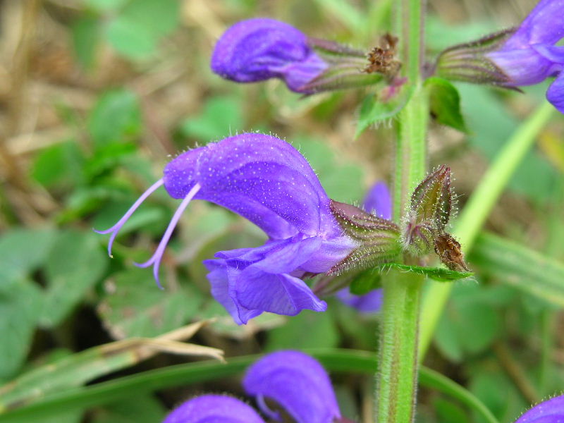 Salvia pratensis / Salvia comune